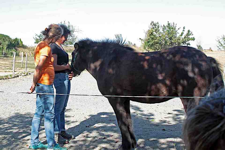Weervoelenmetpaarden